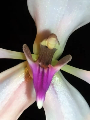 Bild von Ancistrochilus rotschildianus 4
